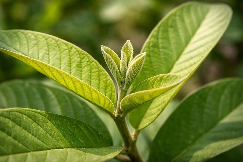 chữa hôi miệng bằng lá ổi