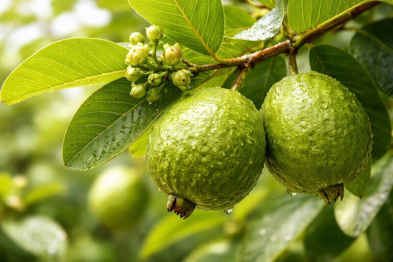 chữa hôi miệng bằng lá ổi